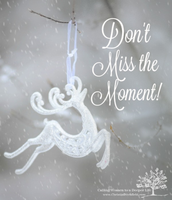 Don't Miss the Moment by Christin Ditchfield